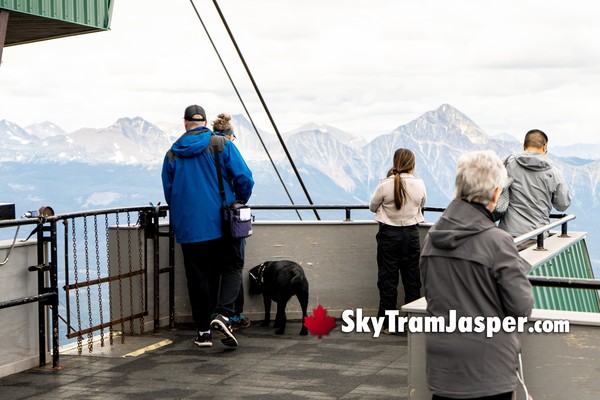 Dogs are Allowed on the SkyTram