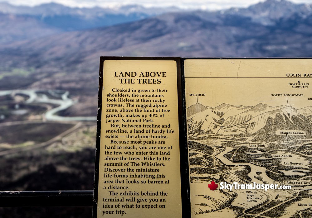 Land Above Trees